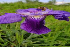 Iris clarkei